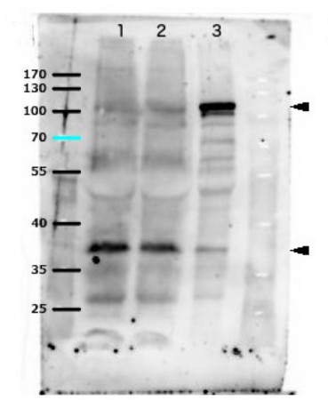 western blot using anti-WUS antibodies